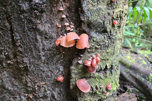 Mushrooms 